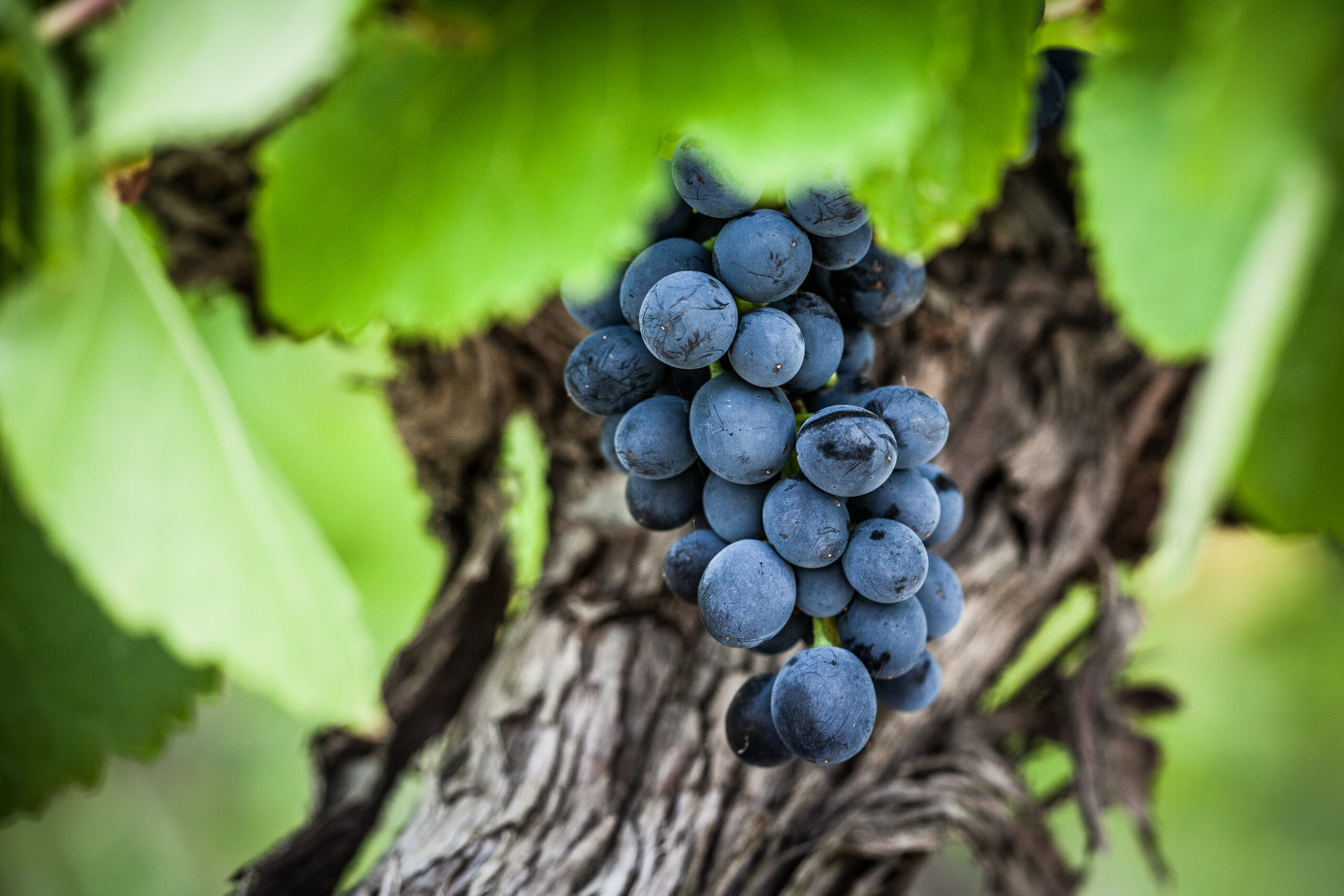 Pinot Noir: requinte e suavidade